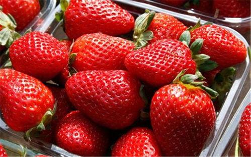 微笑爆料草莓视频下载,下载攻略大公开  第3张